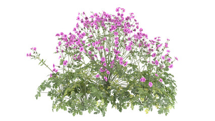 pink flower bush, spiraea japonica