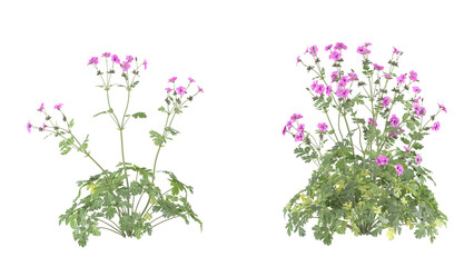 Naklejka premium pink flower bush, spiraea japonica