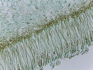 Microscopic Visualization of Sclerotinia Fructicola Apothecium and Fungal Reproductive An © Mohammed