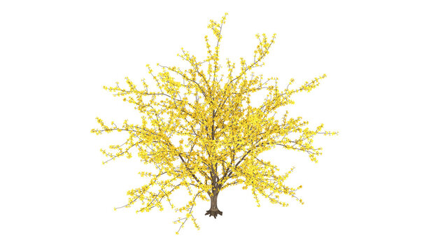 Forsythia bush, bright yellow flowers