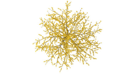 Forsythia bush, bright yellow flowers