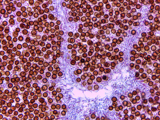Microscopic Anatomy of Lycoperdon Bovista Puffball Gleys and Spore Struct © Mohammed