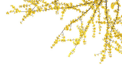 Variety of yellow tree branches isolated