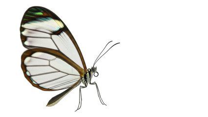 Isolated Glasswing Butterfly, a tropical insect with clear transparent wings and brown border