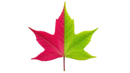Isolated half green half red maple leaf, nature concept, botanical element, fall foliage, season change