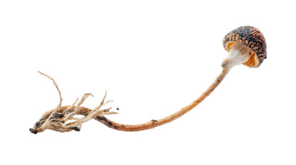 Fototapeta premium Cluster of newly formed mushrooms sprouting from fungal spores, showcasing delicate gills and slender stems, isolated on a transparent background, ideal for nature, biology, and scientific projects