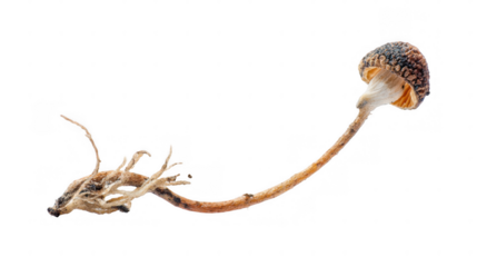 Cluster of newly formed mushrooms sprouting from fungal spores, showcasing delicate gills and slender stems, isolated on a transparent background, ideal for nature, biology, and scientific projects