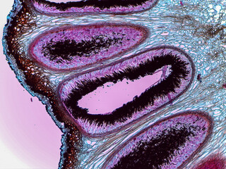Microscopic Detailed Visualization of Xylaria Stroma and Fungal Reproductive Structures Ana