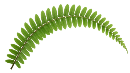 Isolated Green Leafy Fern Frond Stem, Tropical, Botanical, Curled Branch, Foliage Sprig