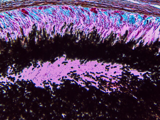 Microscopic Detailed Visualization of Xylaria Stroma and Fungal Reproductive Structures Ana © Mohammed