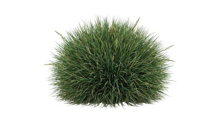 Obraz premium Bushy Green Ornamental Grass Clump Isolated on White Background