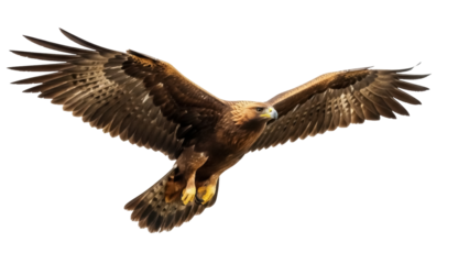 Isolated majestic golden eagle soars through the air, wings spread wide, plumage detailed