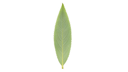 Obraz premium Isolated green leaf of a willow tree in the center on a light colored surface, closeup