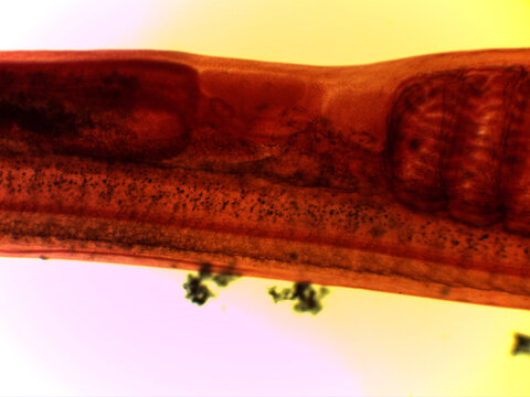 Microscopic Anatomy of Ammocoetes Larva and Dogfish Shark Placoid Sc