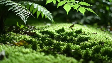 Moonlight dancing on dewy grass with subtle animated shadow of an effect ad_ready green screen product shadow style featuring nature,