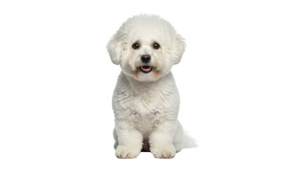 Isolated, fluffy white Bichon Frise dog sits patiently, posing, and looking forward at the camera