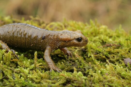 Closeup on an unusual colored live bearing Iberian fire salamander, Salamandra salamandra alfredschmidtii, Asturia , Spain