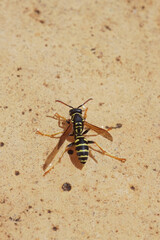 Closeup on a French paperwasp species, Polistes associus at Rousson, Gard, France