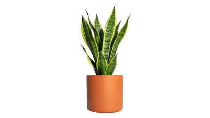 Isolated snake plant in a terracotta pot, vibrant and healthy indoor greenery for home decor