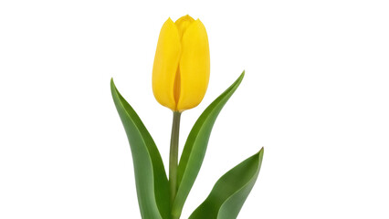 Obraz premium Isolated blooming yellow tulip on a long green stem, symbol of springtime and fresh cut flowers
