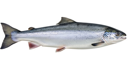 Obraz premium Isolated silver-colored salmon, side view, perfect for restaurant or food concepts imagery