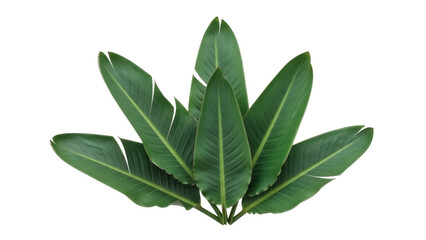 Isolated Bird of paradise leaves arrangement, exotic flora foliage for decoration, element