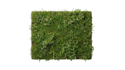Top View of Isolated Rectangular Green Grass and Moss Patch on White Background