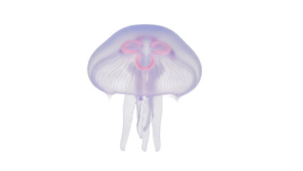 Isolated moon jellyfish floating underwater, semi-transparent marine wildlife, ocean fauna © Antonio