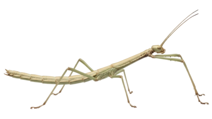 Isolated camouflage stick insect posing against clean background, natural green coloration