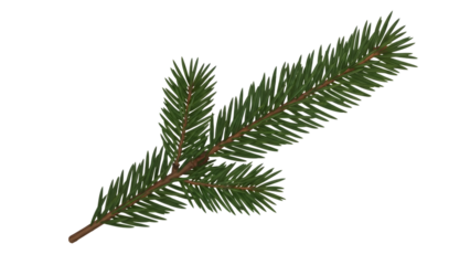 Spruce fir pine tree branch with green needles isolated on a transparent background