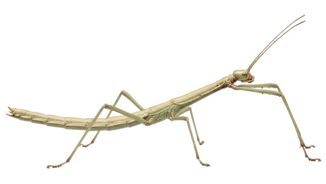 Isolated camouflage stick insect posing against clean background, natural green coloration