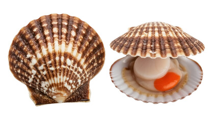Isolated Raw Scallop Seafood Delicacy Ready for Culinary Preparation and Gourmet Cuisine