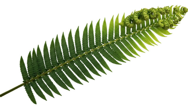 Isolated Matteuccia struthiopteris frond, vibrant green ostrich fern, coiled fiddleheads