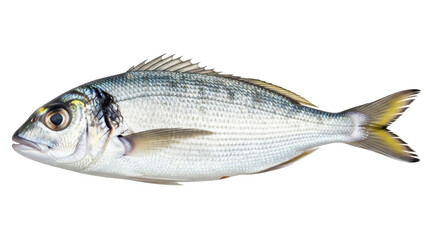 Isolated sargo seabream, a wild silvery marine fish with yellow accents from the Mediterranean