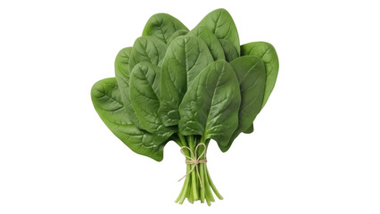 Isolated bunch of fresh organic spinach with stems, a healthy ingredient for recipes