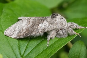 Closeup on the European Pale tussock moth, Calliteara pudibunda sitting on a green leaf © Henk