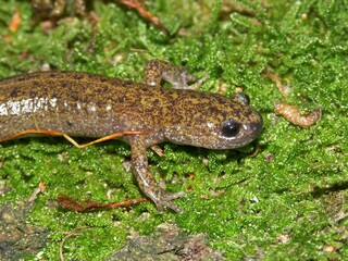 Closeup of the rare Japanese Tsushima salamander, Hynobius tsuensis sitting on green moss
