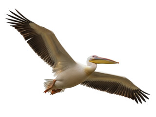Isolated pelican soars gracefully spreading its massive wings in aerial flight across sky