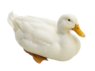 Isolated large white duck with yellow bill, calm domestic waterfowl, webbed feet, side view