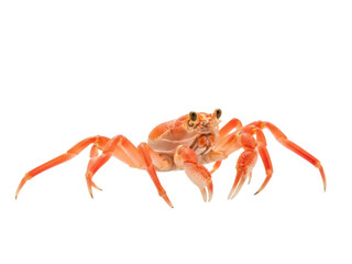 Isolated orange crab on display showing claws and legs with its hard shell armor