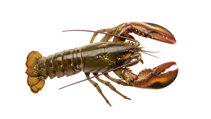 Isolated American lobster against blank background, seafood and delicacy, delicious crustacean