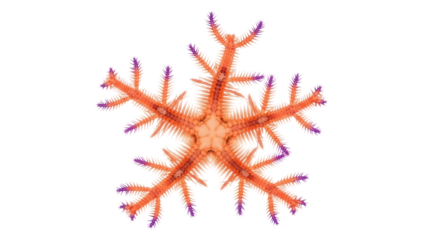 Isolated Purple-Tipped Brittle Star on Display Showing its Many Legs and Central Disk Shape