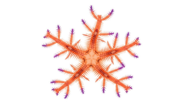 Isolated Purple-Tipped Brittle Star on Display Showing its Many Legs and Central Disk Shape