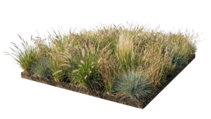 Isolated patch of natural dry and green ornamental grasses on soil