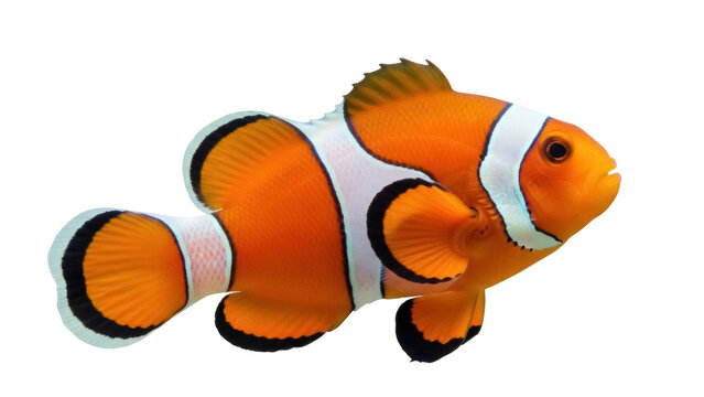 Isolated clownfish on neutral background, underwater sea life with orange and white stripes