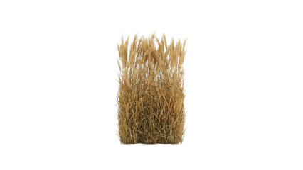 Tall Dried Golden Pampas Grass Plant Isolated on White Background