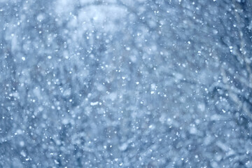 Tree branches covered in snow in a winter park, nature background, seasonal backdrop photo