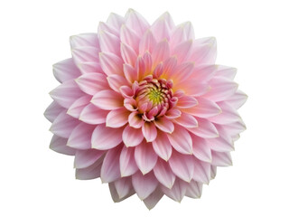 Isolated Pink Dahlia Flower Blossom Bloom, Close-Up Pretty Flora, Petals Arrangement Design