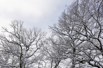 Bare tree branches covered with snow against cloudy winter sky. Natural seasonal background
