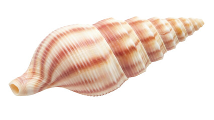 Isolated striped auger seashell in studio lighting, showing fine detail of ribbed conical form